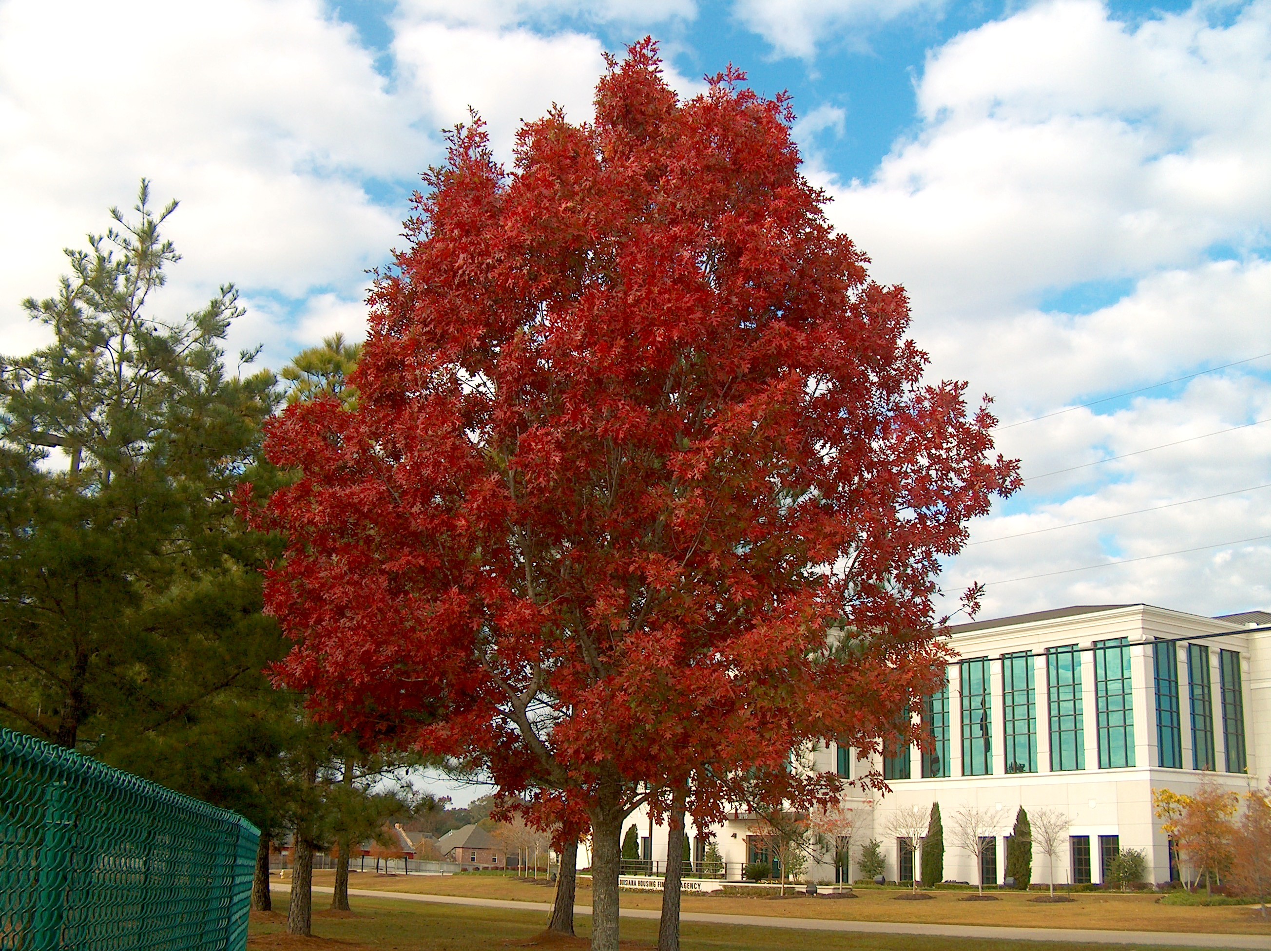 Online Plant Guide - Quercus Shumardii / Shumard Oak